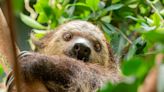 Meet Berry: 6-year-old sloth arrives at Oregon Zoo