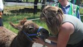 Welcome home: Donkeys that survived Glass Fire return to Deer Park