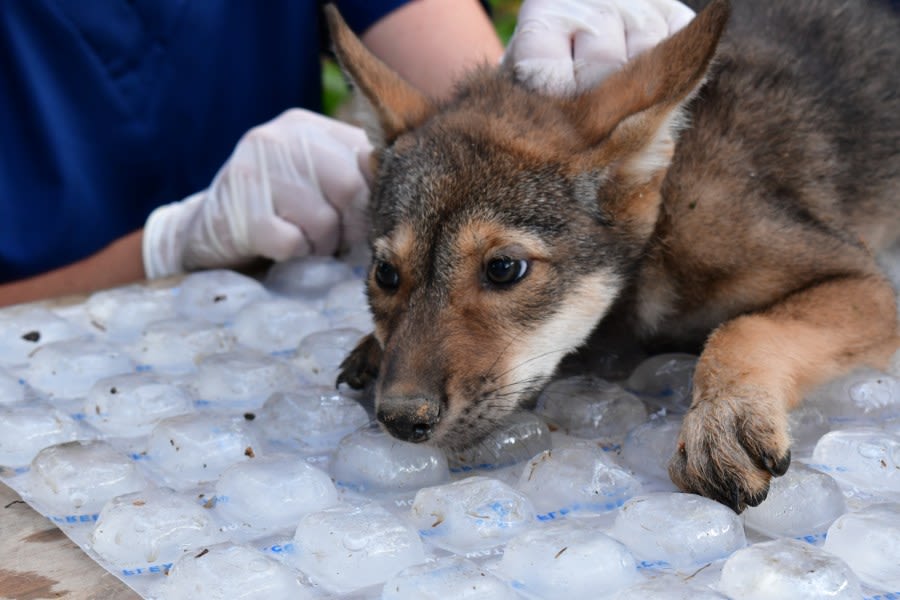 4 endangered American red wolf pups born at Saint Louis Zoo’s Wildlife Reserve