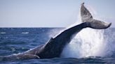Encontraron cadáver de la ballena más rara del mundo