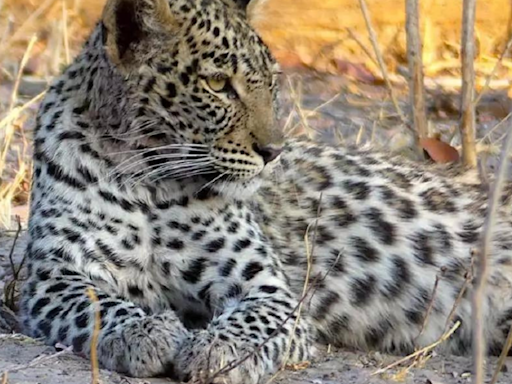 India's largest leopard safari opens near Bengaluru. Check Bannerghatta Biological Park timings, ticket prices and how to book online