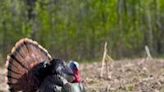 Wisconsin DNR: Preliminary totals show 4th highest spring turkey season on record