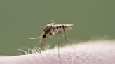 Oceanside Mosquito Larvicide Applications Begin April 27