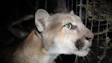 Mountain lions terrorize California neighborhood, pet safety concerns rise