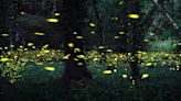 Fireflies are dwindling in numbers — and it's our fault