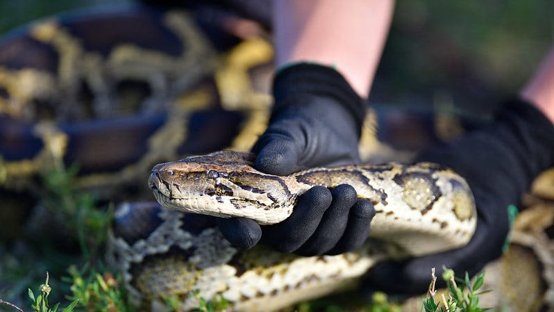 Super-sized snakes: These are the five heaviest pythons caught in Florida