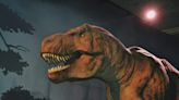 Tyrannosaurus rex not so smart, after all