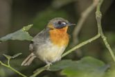 Forest robin