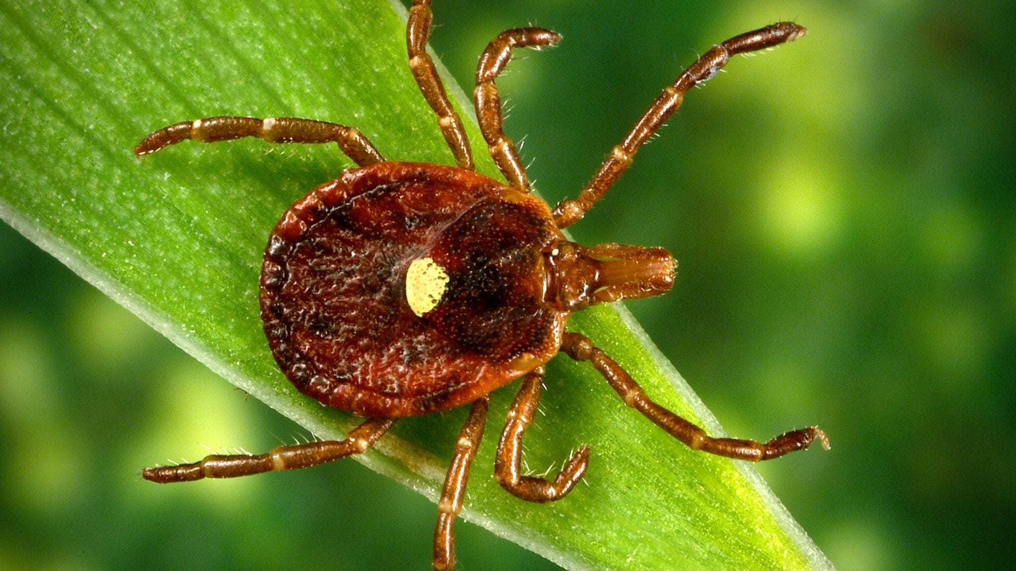 Lone star tick bite can cause red meat allergy. Is it in NY? What the data tells us