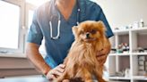 Emergency pet clinics can offer big benefits, but at a big cost