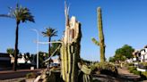 Long-term drought and near-term heat wave take toll on Arizona's desert ecology