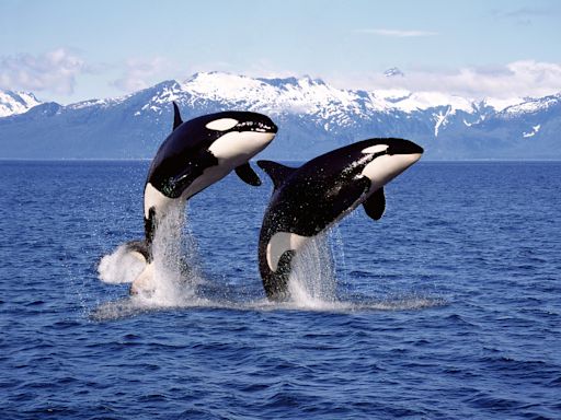 Orcas sink another yacht: why killer whales are attacking boats