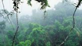 No, Dinosaurs Did Not Trudge Through Thick Rainforests