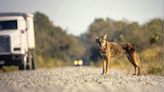 An endangered red wolf was killed by a vehicle near the Outer Banks. It’s the fourth death in 10 months.