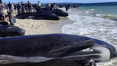 VÍDEO: Agónico rescate de 160 ballenas atrapadas en la orilla en Australia