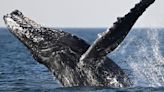 Humpback vs. boat. Boat loses.