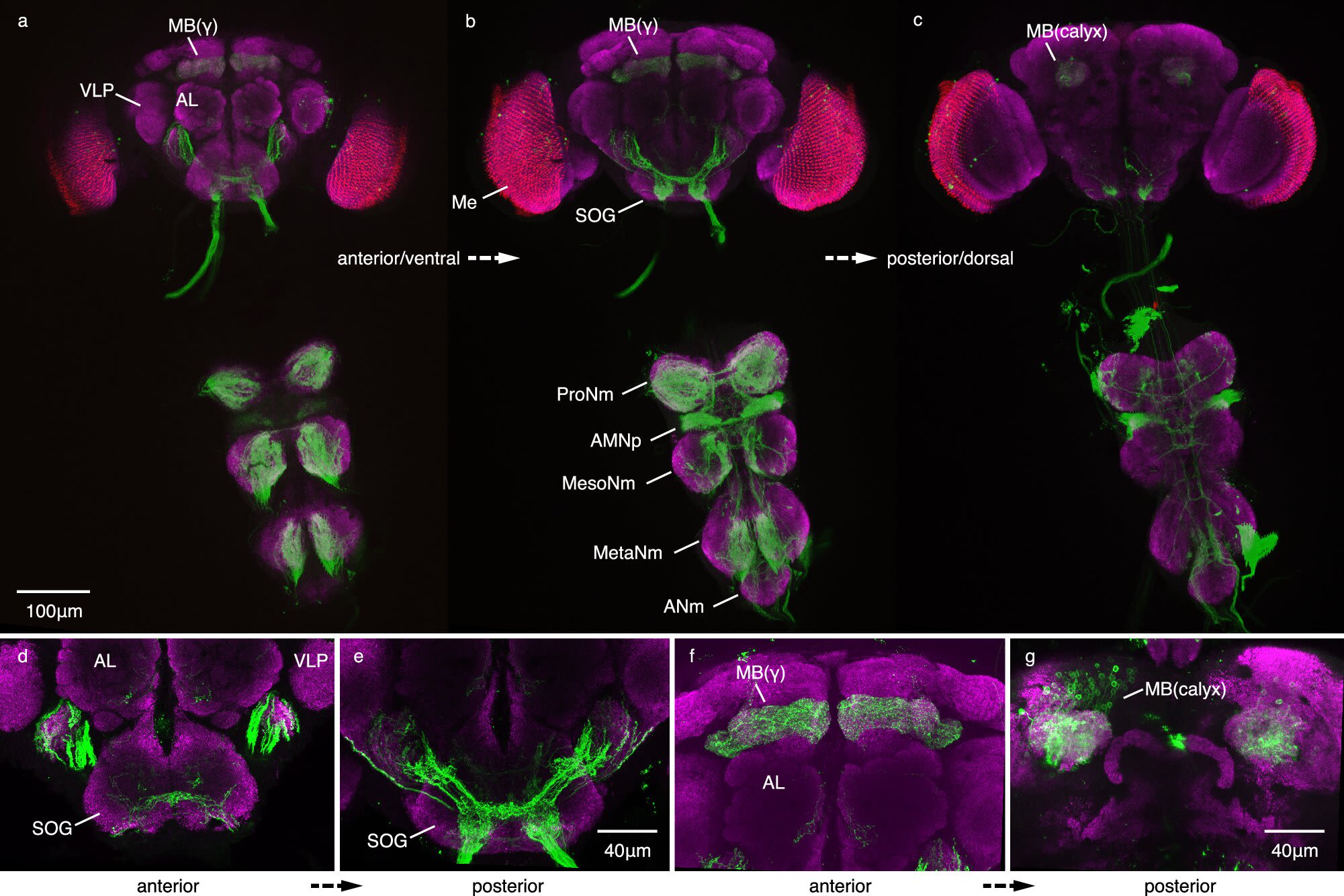 'Degree of Kevin Bacon' gene provides possible basis for central players in group connectedness