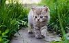 Cute Little Cats Wallpapers - Wallpaper Cave