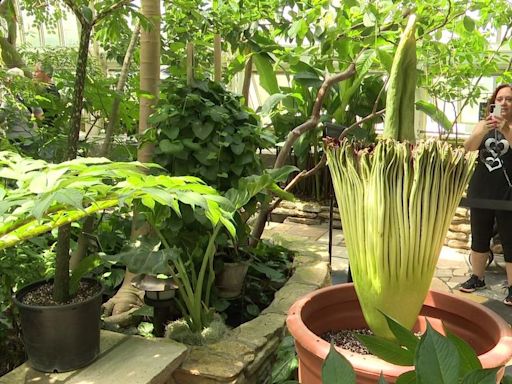 Rare corpse flower blooms at Como Park Zoo and Conservatory