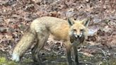 How do you tell a red fox from a gray fox? | ECOVIEWS