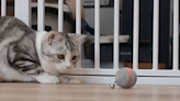 Easily entertain your cat for days with this $22 touch-activated pet toy