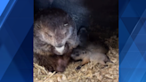 Names revealed of Punxsutawney Phil's new babies