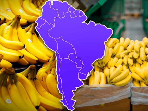 El país de Sudamérica líder en exportación de plátano del mundo: supera a Brasil y Colombia