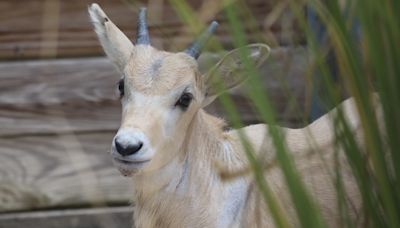 Walt Disney World celebrates Mother's Day with birth of rare antelope