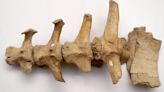 Huesos que dan nuevas pistas sobre los primeros pobladores del continente | Hallazgo de científicos del Conicet