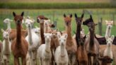 Alpacas in Idaho test positive for H5N1 bird flu in another world first