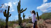 Calor extremo en Phoenix también estresa a saguaros, árboles frutales y otras plantas