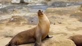 Rehabilitated Sea Lions Returning to the Ocean Is Such a Beautiful Farewell