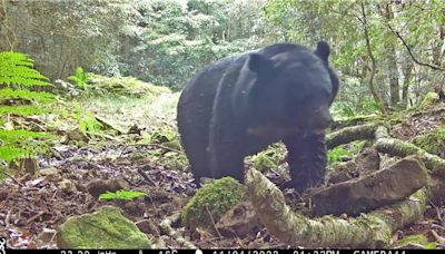 玉山台灣黑熊族群擴散 4個月11筆紀錄以瓦拉米步道最多 - 生活