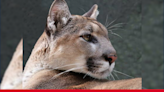 Endangered Florida panther deaths surpass 2023 total in 5 months