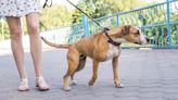 Trainer reveals why your dog pulls on their leash, and it has nothing to do with dominance