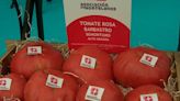 La productores del Tomate Rosa de Barbastro estiman una campaña de 2,6 millones de kilos