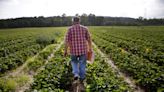 Chilly spring hurts u-pick strawberries: Where you can still find them around Rochester