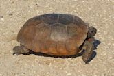 Gopher tortoise