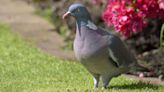 Stop pigeons from landing in your garden with 1 flower colour they see as danger