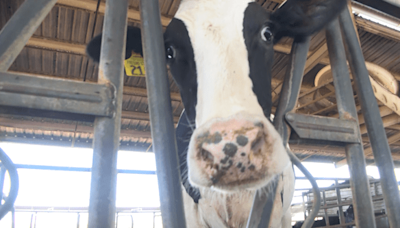 This is how Fresno State keeps its dairy cows cool during high temperatures