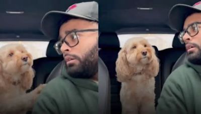 TikTok: esta perrita sorprende al mundo porque puede resolver operaciones matemáticas