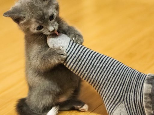 The Adorable Reason Why Kittens Nibble Our Toes