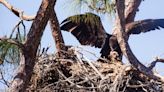 E21 is back: SWFL Eagle Cam viewers rejoice as Harriet's offspring returns to nest after 5 days