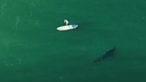 Video: Abnormally Large Great White Shark Flirts with Standup Paddleboarder