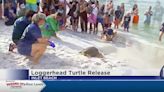 Loggerhead sea turtle released back into Gulf of Mexico
