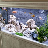 A type of saltwater aquarium that focuses on the growth and maintenance of corals and other invertebrates. Requires a high level of expertise and specialized equipment. Popular coral species include acropora, zoanthids, and mushrooms.