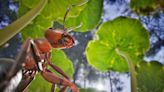 On a joué 1h au jeu des Fourmis adapté de Bernard Werber