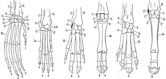 Forelimb