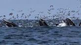 ‘Spectacular’: Video shows group of humpback whales feeding in water off Cape Cod