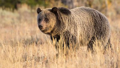 Hunter hospitalized with 'significant injuries' after grizzly bear attack in British Columbia